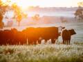 There are cattle enjoying spectacular views on very expensive parcels of land around Australia,