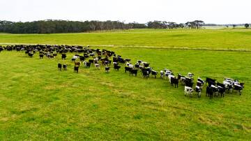 With 1072mm of rain, choice soils and large scale, the sale of Greenham's big beef property on the north-west coast of Tasmania is expected to attract overseas interest. Pictures from LAWD.
