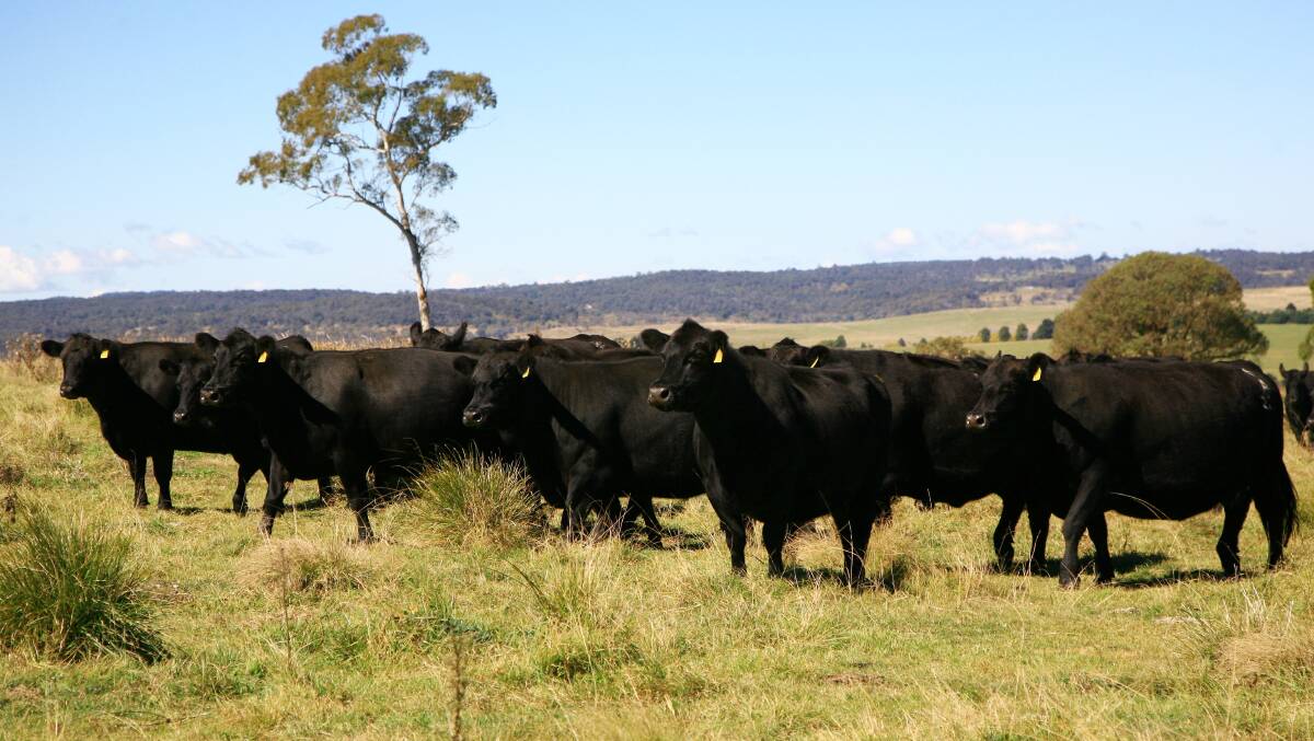 Dulverton genetics have emphasis on stayability, or longevity, in the herd. The two most successful Dulverton cow families are the Mandys and the Annies. Picture supplied