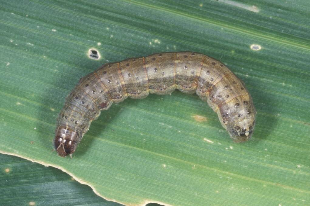 The invasive endemic pest fall armyworm has caused grower and grazier alarm after it was found to have moved across grains to target crops used to feed livestock. Picture: Supplied