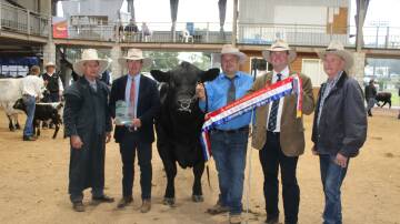 Bowenfels Realty T1 held by Troy Nuttridge and pictured with judges David Greenup and Andrew Raff, Toowoomba Royal Show president Shane Charles and breeder Glen Perrett. Picture: Helen Walker. 