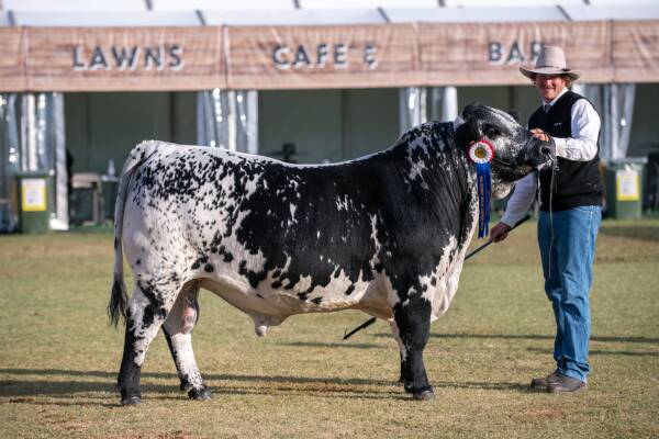 Seen here: Black Diamond J17 Tom Cat T1678, the recent Supreme Speckle Park Champion of the 2024 Sydney Show. A full brother will attend Beef 2024. Picture supplied