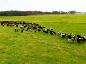 With 1072mm of rain, choice soils and large scale, the sale of Greenham's big beef property on the north-west coast of Tasmania is expected to attract overseas interest. Pictures from LAWD.