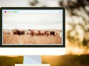 Online cattle sales subdued