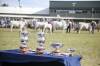 The interbreed silverware will be up for grabs on Thursday at Beef Australia. Picture: Lucy Kinbacher