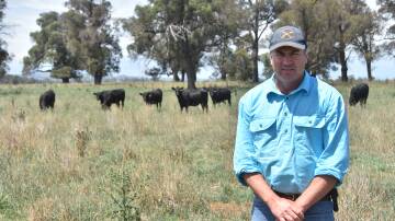 Mitch Crawford, Baringa Pastoral, Walcha, NSW, has entered the family's prize winning Angus cattle into the Beef 2024 competition. Picture: Andy Saunders