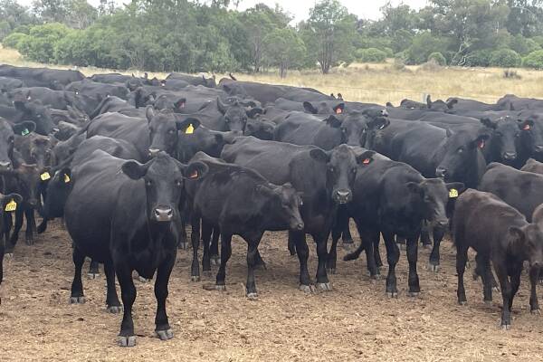 From just two cows in 2016 the Meron family's Wagyu operation has grown to be one of the best performers in Australia. 