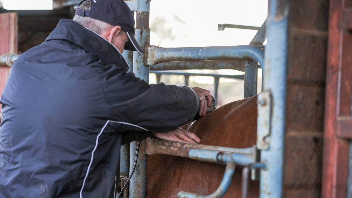 A bull being scanned for raw data in Queensland. Picture by Lucy Kinbacher. 