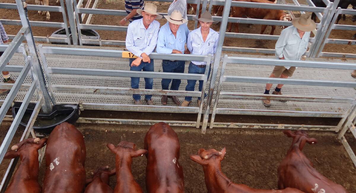 Ian Sellars (middle) of Rosevale sold Santa steers for $1590. Pictured with Bartholomew & Co agents Garth Weatherall and Rhys Bodey. Picture Bartholomew & Co