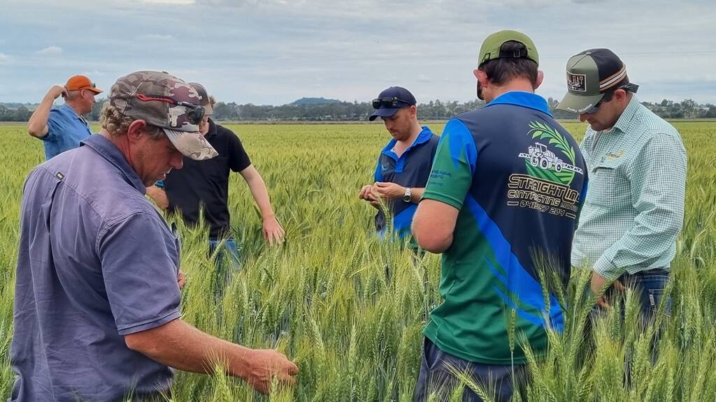 Growers inspect crops before harvest around Monto. Picture Katie Muller