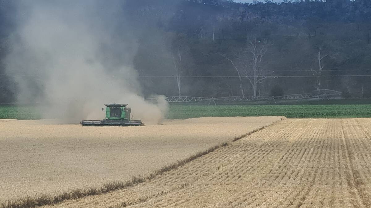 A combine harvester rolls through a cereal crop at Salisbury Farming Enterprises, Monto. Picture Blake Johnstone