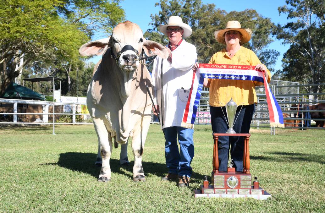 Grand champion interbreed bull and supreme exhibit Whitaker Mr Cruiser, exhibited by Clint and Robyn Whitaker, Whitaker Brahmans, Mundubbera. Pictures: Clare Adcock