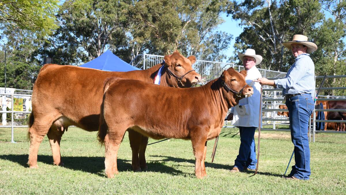 Grand champion interbreed female Brentvale Krystal R14 (Limousin), Gold Crest Limousins, Crows Nest, presented by Les and Leeane Lee, Leegra Fitting Services.