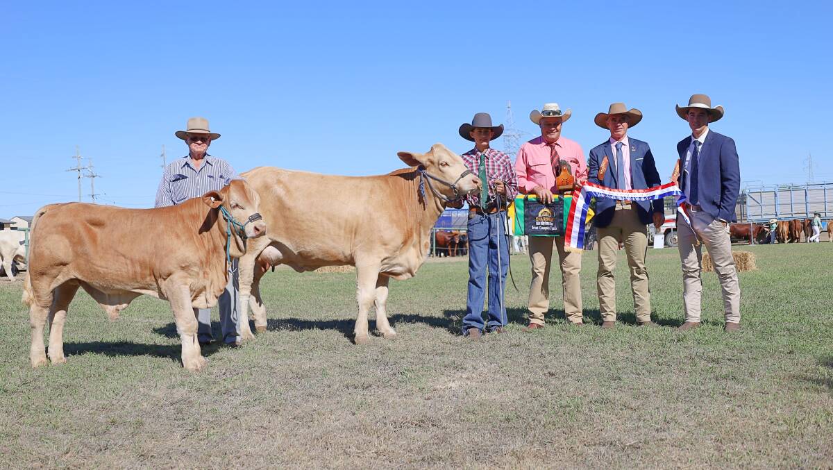 Senior and grand female of the Charbray feature show, Wattlebray 82/1, exhibited by T and L Ford, Chinchilla. Picture: Charbray society
