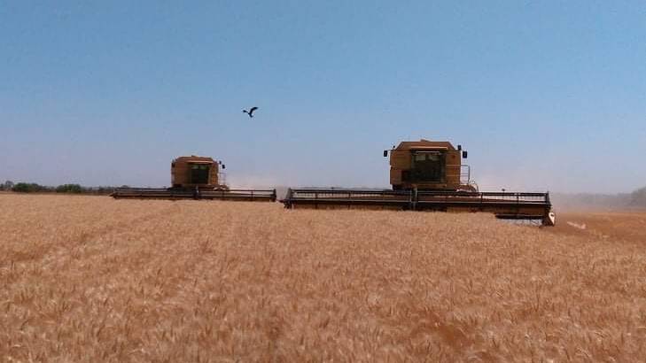 The Bowman family, Gindie, are currently half way through their wheat harvest and are yet to start on their chickpea crop. Picture: Joella Bowman