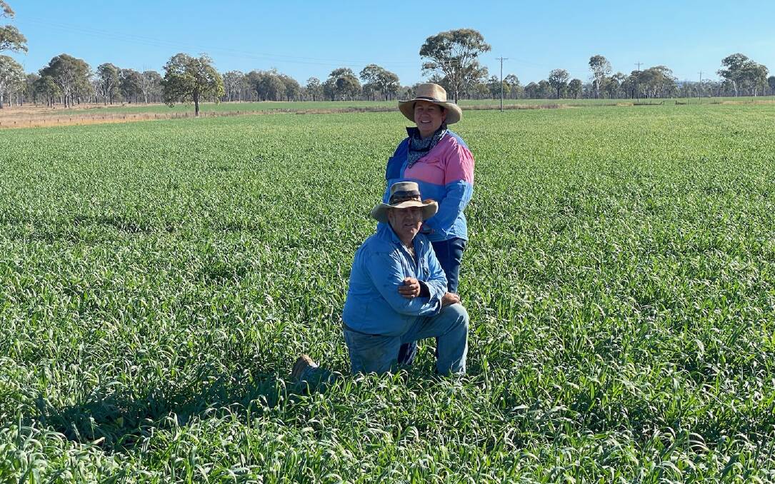 Nanango graziers Margie and Scott Madigan are hoping for rain to get their oats back on track after a run of raw frosts during May. Pictures: supplied
