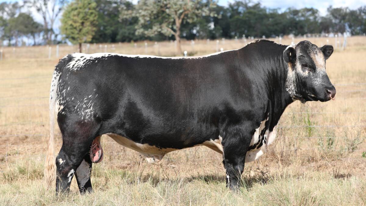 A price of $16,000 was paid for the top priced bull, AAA Trafic Jam S14, selling to CG Glover and Sons, Tambo.