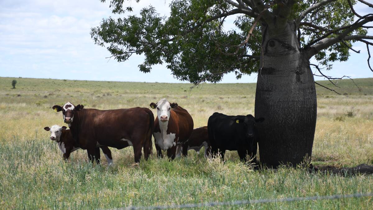 While the black baldy's have seen some great results this year, the Erbachers believe it is well worth retaining their Hereford and Angus nucleus herds.