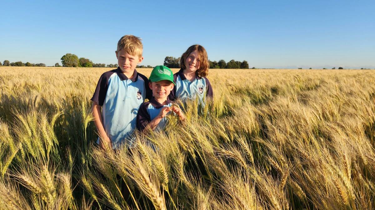 The Gearon kids in their family's wheat crop near Chinchilla, which they hope to begin harvesting in the coming weeks. Picture: Arthur Gearon