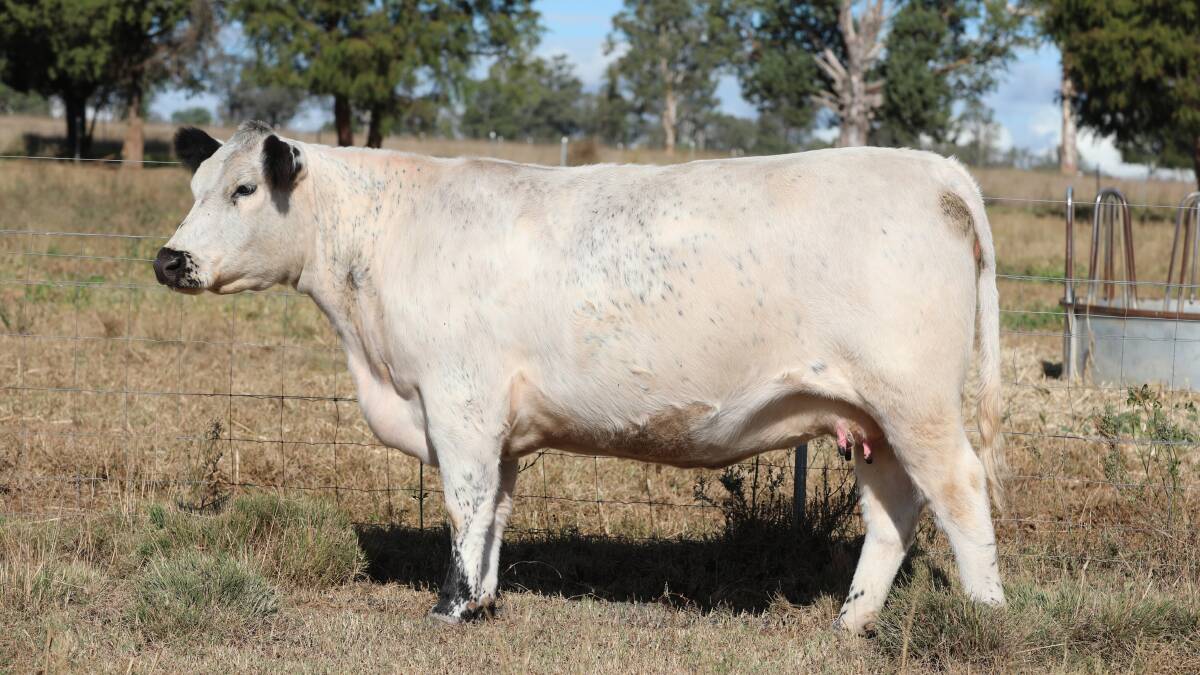 The $20,000 top price cow, AAA Photo Finnish R18, was sold to Cassandra and Darryn Jones of Sweetacres Speckle Park stud, Peranga. Pictures supplied. 