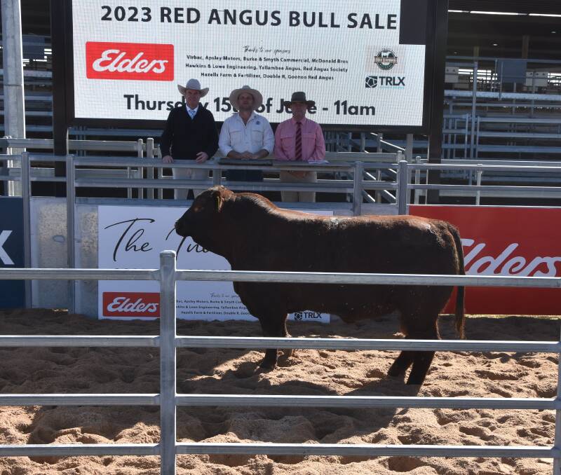 Auctioneer Paul Dooley with David Croker, Yallambee and Brian Kennedy, Elders and the equal top priced bull Yallambee Rolly S76 selling for $24,000 to Queensland