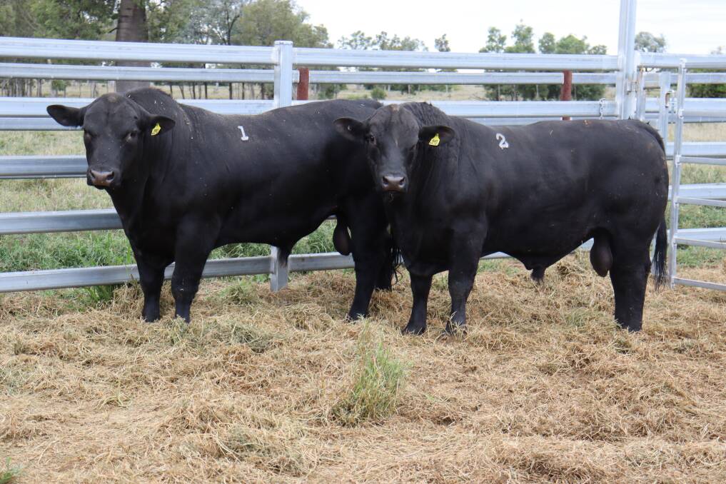 Callandoon Angus top priced bull of lot two Callandoon R45 sold for $26,000. Seen here with Callandoon R81 of lot one, which sold for $20,000. Picture supplied by Glen McKinlay. 