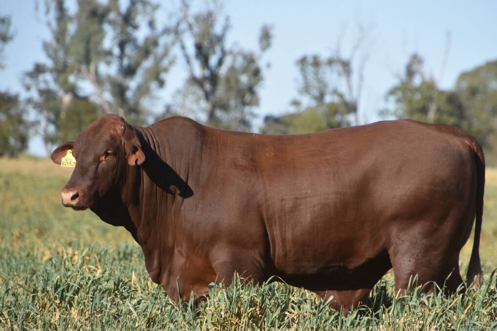Broad Leaf Solomon S52 offered by Tim and Trina Patterson fetched $22,000. Picture supplied by Broad Leaf Santa Gertrudis stud. 