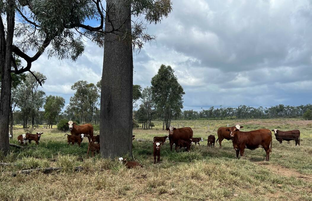 Jarrah Cattle Company commercial herd, first-calving, two year old heifers. Picture supplied.