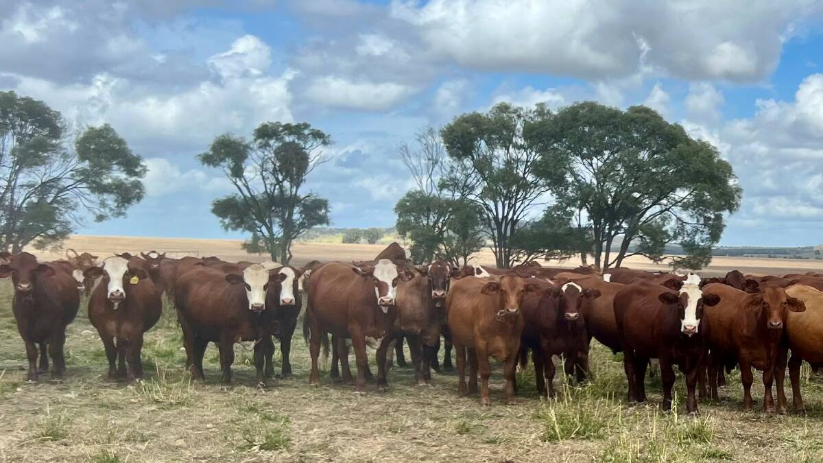 Backgrounder steers from Jarrah Cattle Company's commercial herd. Picture supplied
