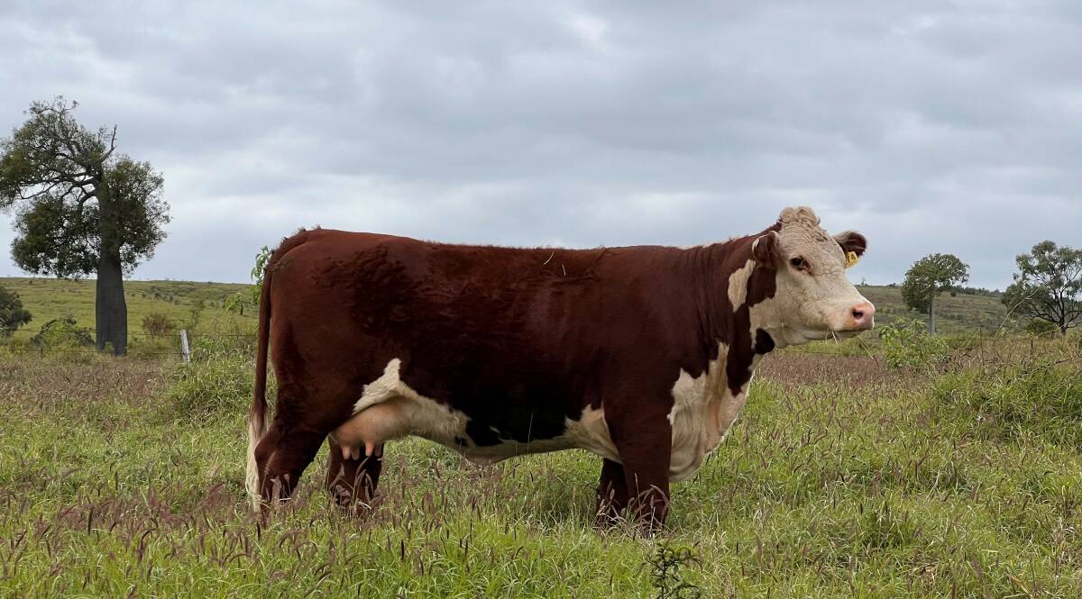Two-year-old, first-calving, Jarrah stud Hereford heifer. Picture supplied.