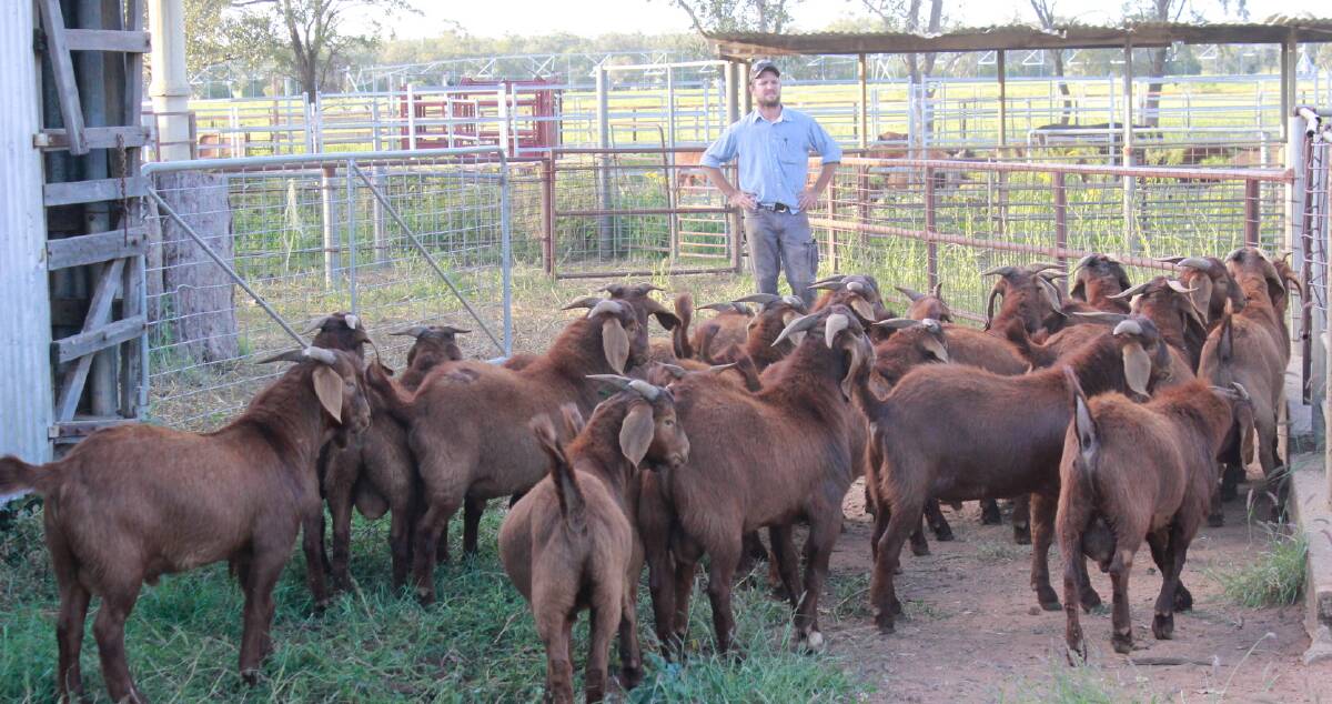 Carl Green, Western Bred Reds, Morven, with his draft of registered bucks for the inaugural Elders Invitational Goat Sale in Charleville on November 30. Picture supplied.