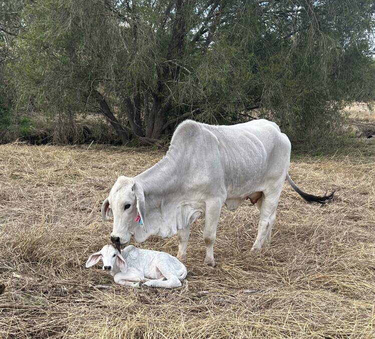 Fertility and temperament are key at Rosegum SP Brahmans, with quality females running on properties in the Beaudesert and Esk districts. Picture supplied