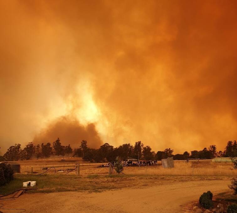 Cows on Evan Nicholas' north-east Victorian farm graze as bushfire darkens the skies during the Black Summer bush fires in 2020. Picture supplied