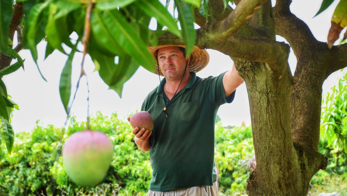 John Warren is unsure how to fix the problem with low mango prices. Picture: Brad Marsellos
