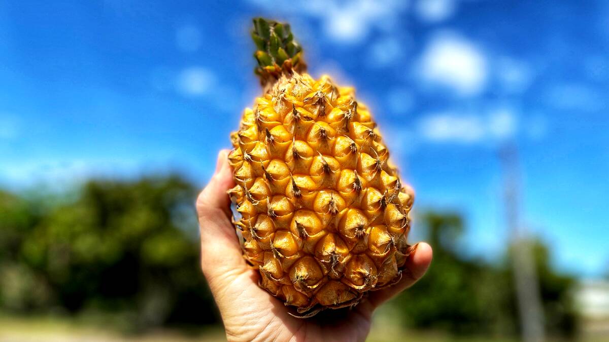 Pineapples take up to two years to be ready for harvesting, and weather stress can make the plant flower early. Picture: Brad Marsellos