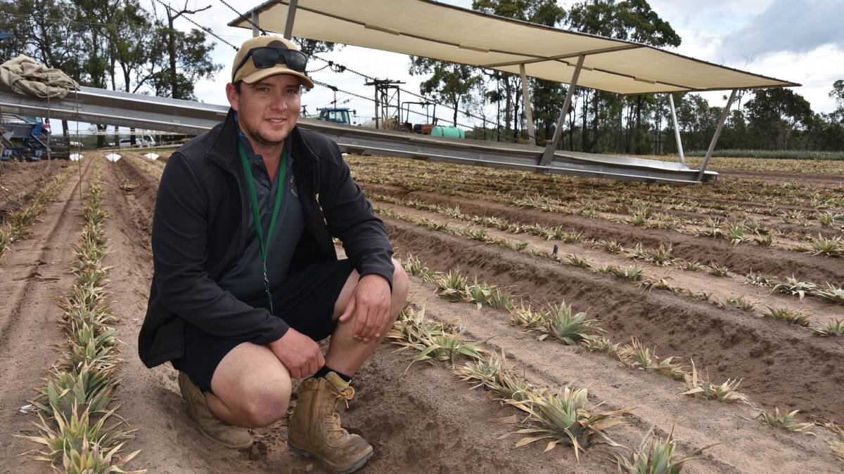 "Yo-yo" of a year according to pineapple grower Sam Pike from the Glass House Mountains. Picture: Supplied