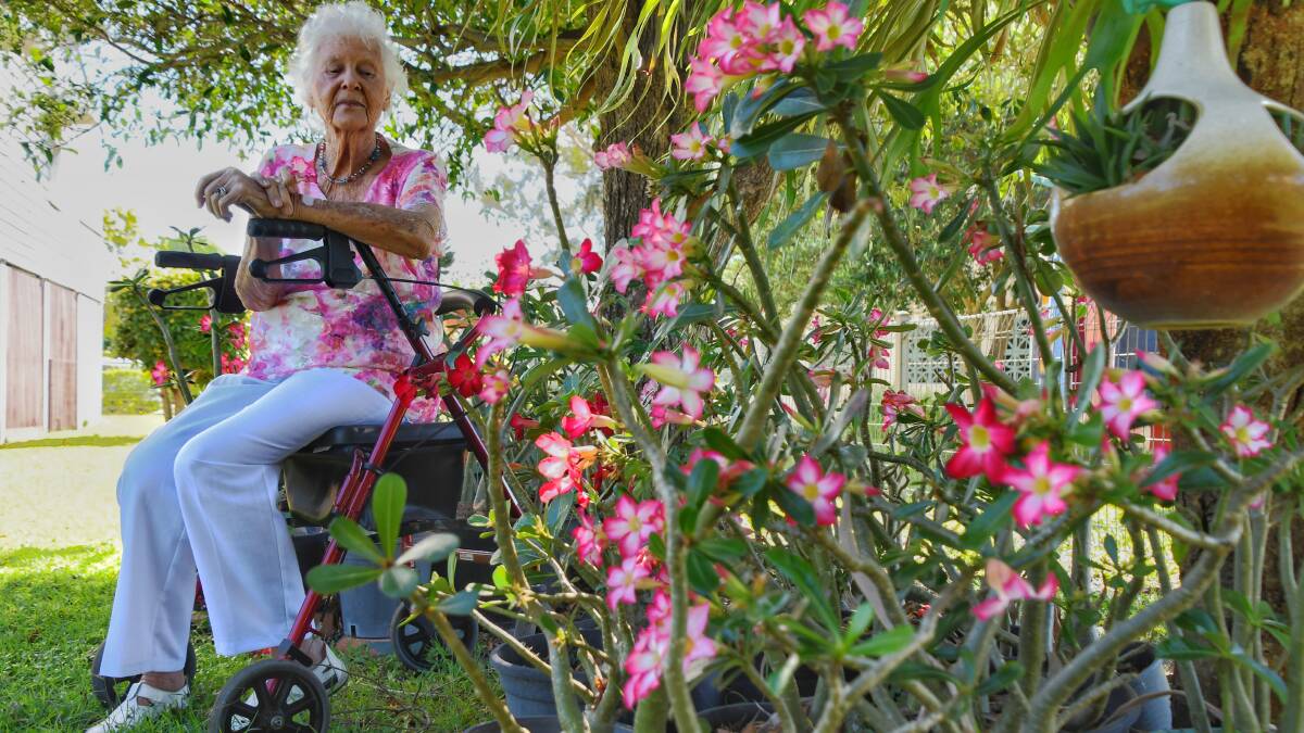 Edna "Eddie" Taylor is on the hunt for a dark red desert rose bloom. Picture: Brad Marsellos