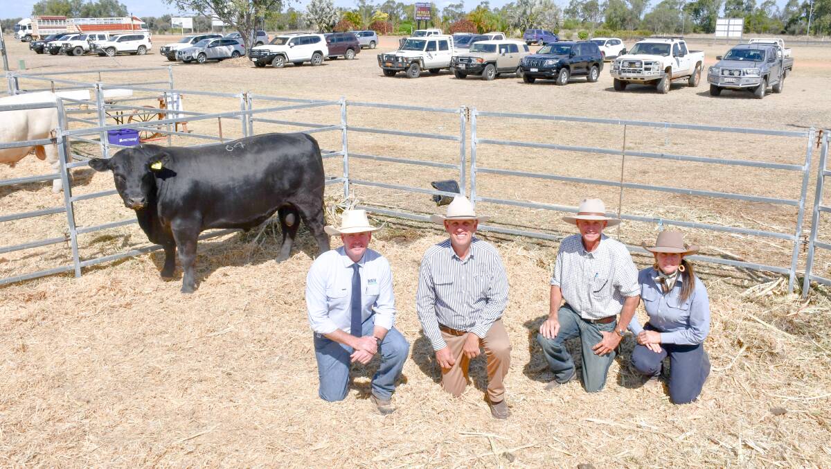 RVB Rural director and auctioneer Mathew Beard, vendor Jeff Holzwart of Bauhinia Park Angus, buyer John Collins of Yaraandoo Brangus stud, GDL Rockhampton agent Georgie Connor, with the sale-topping Angus bull Bauhinia Park S242, which sold for $28,000. Picture by Ellouise Bailey 