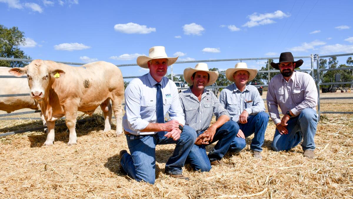 RVB Rural director and auctioneer Mathew Beard, vendor Ryan Holzwart, buyer Phillip Lamb of Lamb Pastoral Co., KellCo. Rural Agencies agent Andrew Clarke, with lot 9 bull Bauhinia Park Statesman (R/F) which sold for $21,000. Picture by Ellouise Bailey 