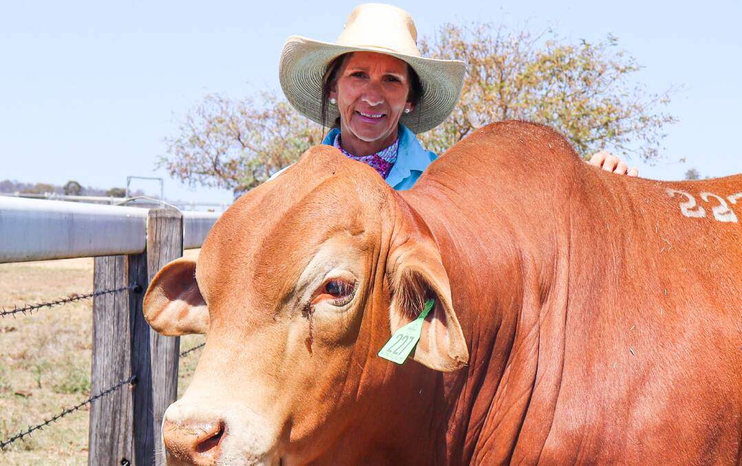Oakmore Droughtmaster stud principal Sharon Harms is concerned for the future of the entire livestock industry under changes to live export. Picture supplied 