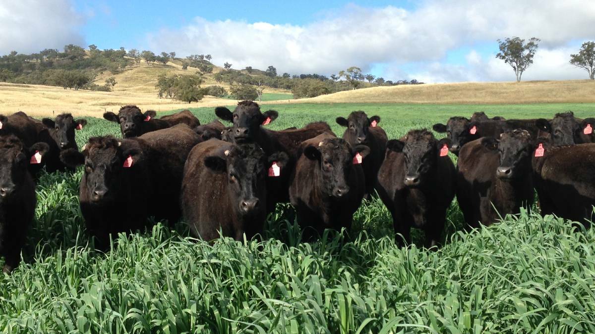AI technicians said Wagyu producers were less likely to be impacted by seasonal variations. 