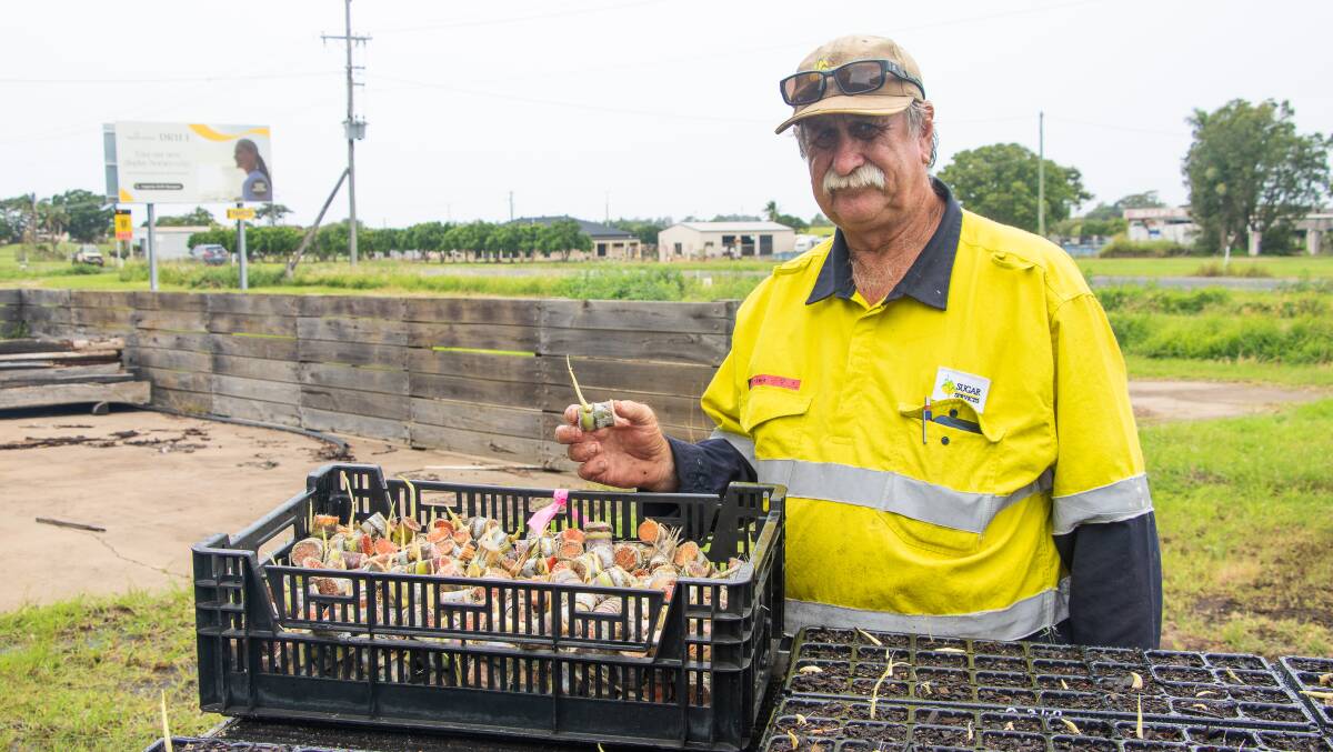 Michael Turner has been instrumental in the successful establishment of the one-
eye sett seedlings nursery and associated protocols. Picture supplied 