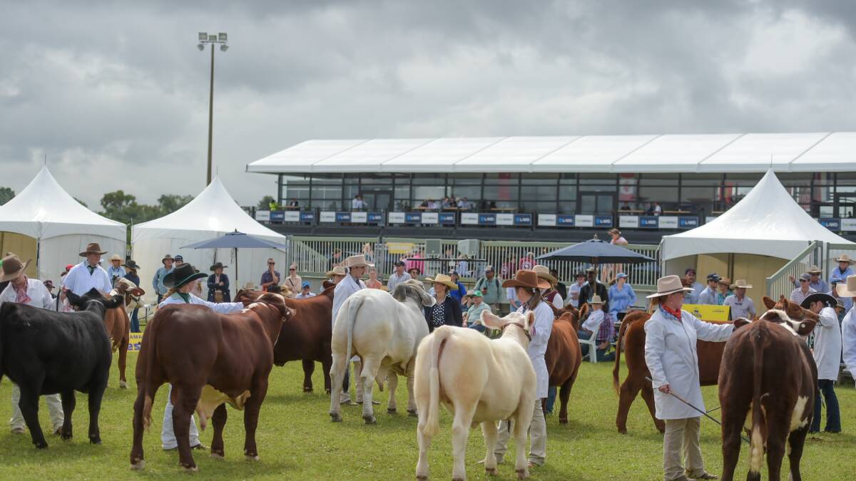 Organisers report that $44 million worth of cattle made their way through the gates this year. Picture by Lucy Kinbacher