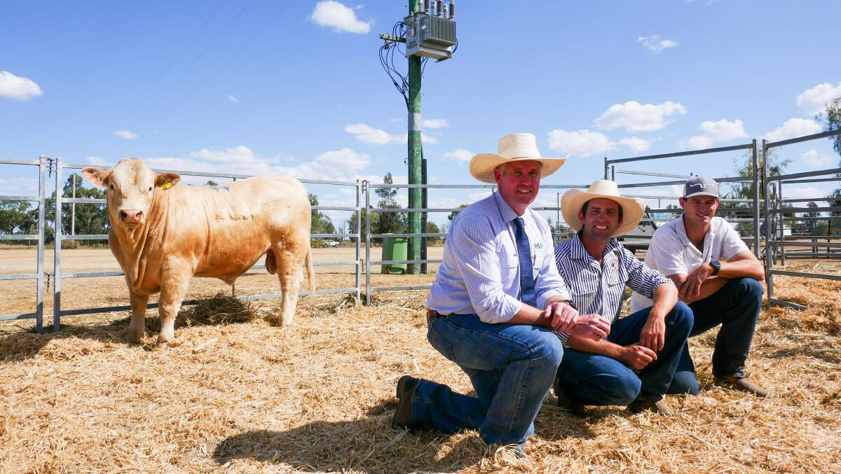 RVB Rural director and auctioneer Mathew Beard, vendor Ryan Holzwart, buyer Matt Hicks of Mulgrave Grazing Company, with lot 44 Bauhinia Park Sky Rocket (R/F), which sold for $21,000. Picture by Ellouise Bailey 