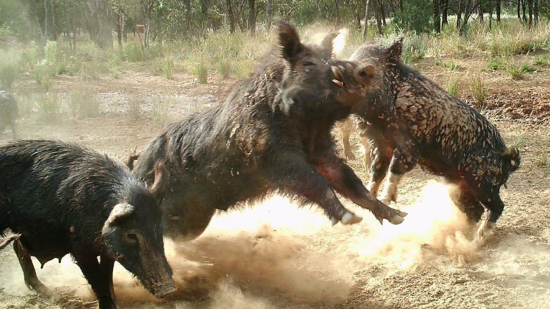 It's estimated that feral pigs cause over $100 million worth of damage each year. 