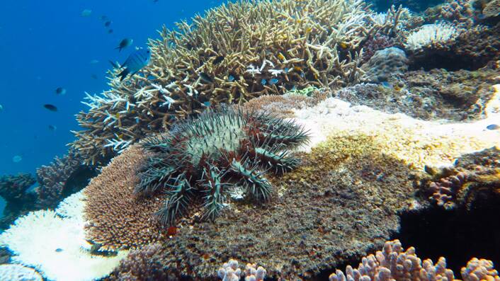 A crown of thorns starfish feasts on a plate coral on the great barrier reef. Supplied: AIMS