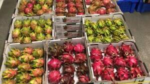For 2023 QCWA have nominated Dragon fruit as their product of the year. Supplied QCWA.