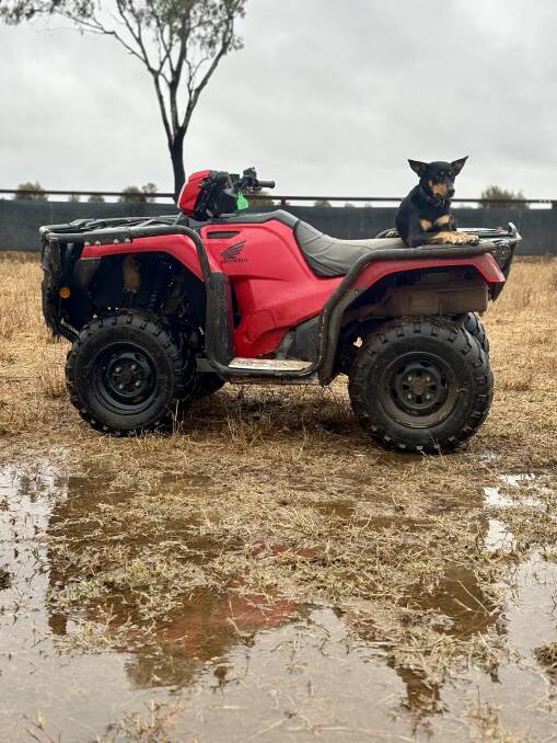 Tamara Finger's working dog, Jazz, was happy to stay dry after 115 ml of rain at TF2 Grazing Company, Middlemount. Picture: Tamara Finger