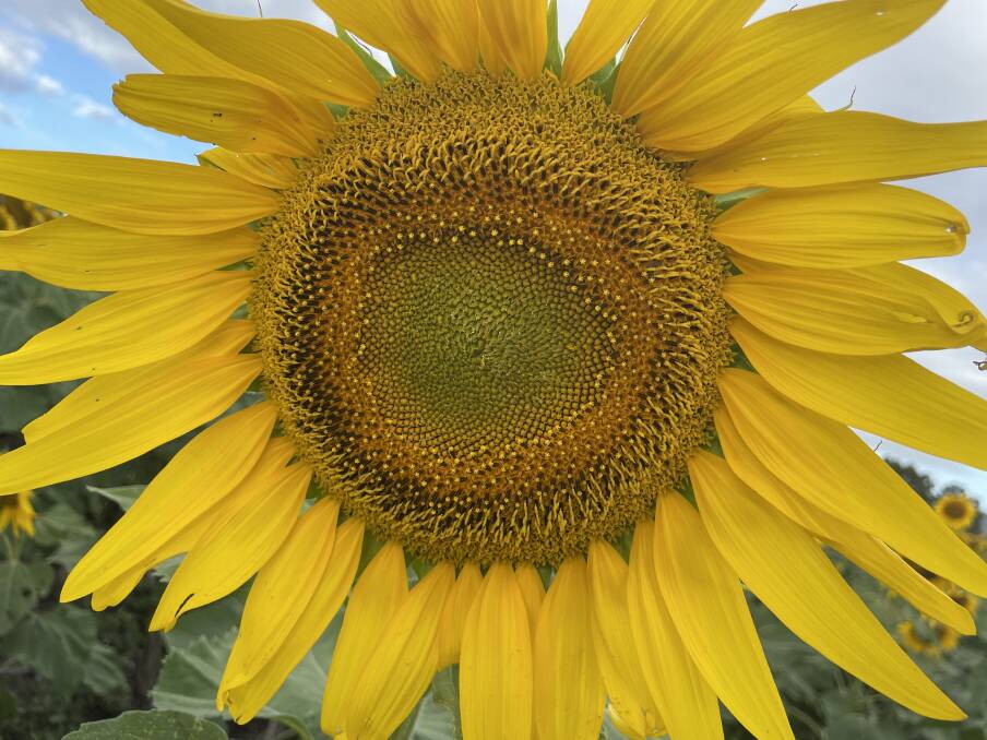 A closeup of a sunflower grown by Aaron Sanderson, Gayndah. Picture: Judith Maizey