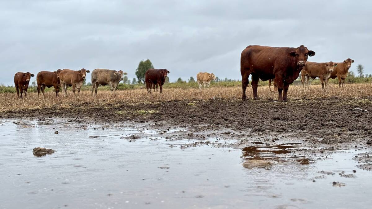 Cattle at TF2 Grazing Company, Middlemount, where 115 mm of rain had fallen by Thursday afternoon. Picture: Tamara Finger
